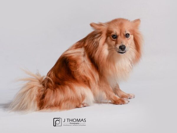 Pomeranian-DOG-Female-Orange Sable-19220-Petland Topeka, Kansas