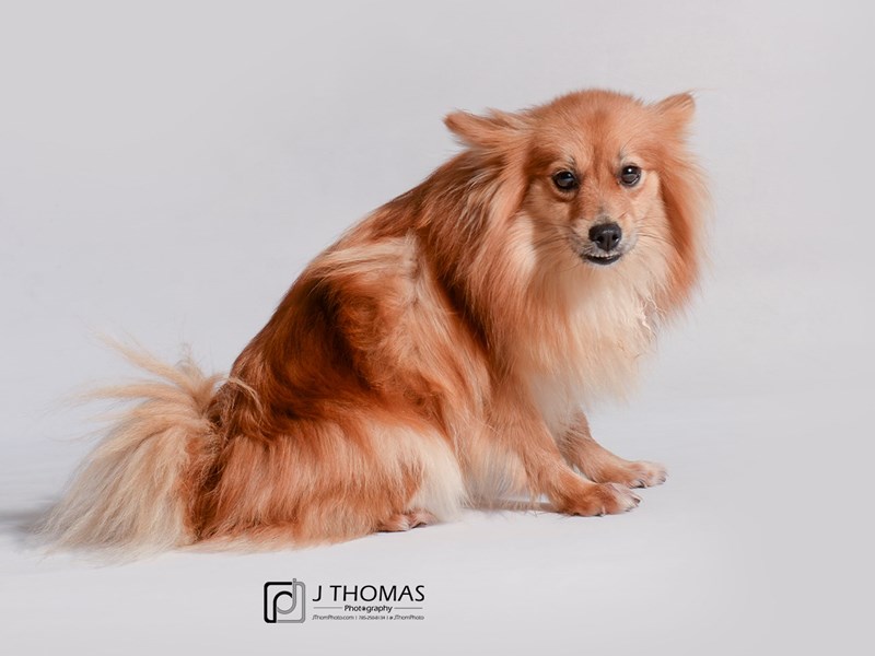 Pomeranian-DOG-Female-Orange Sable-3463516-Petland Topeka, Kansas