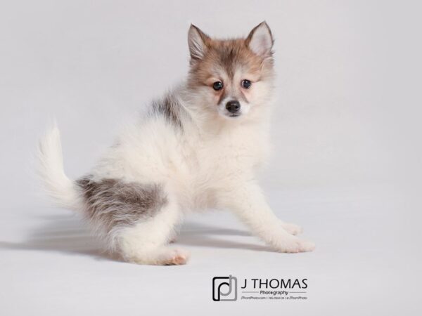 Pomsky DOG Female Red Sable 19216 Petland Topeka, Kansas