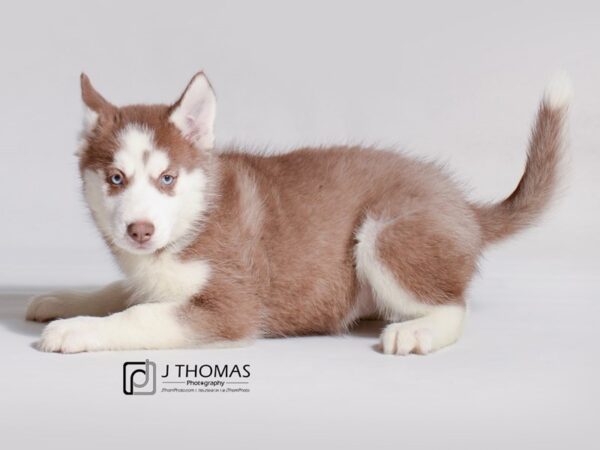 Siberian Husky DOG Female Red / White 19215 Petland Topeka, Kansas