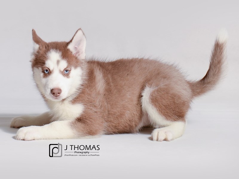 Siberian Husky-DOG-Female-Red / White-3463034-Petland Topeka, Kansas