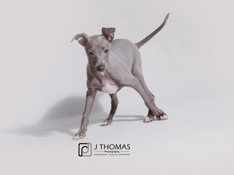 Italian Greyhound-DOG-Female-Blue w/ White Markings-3459514-Petland Topeka, Kansas
