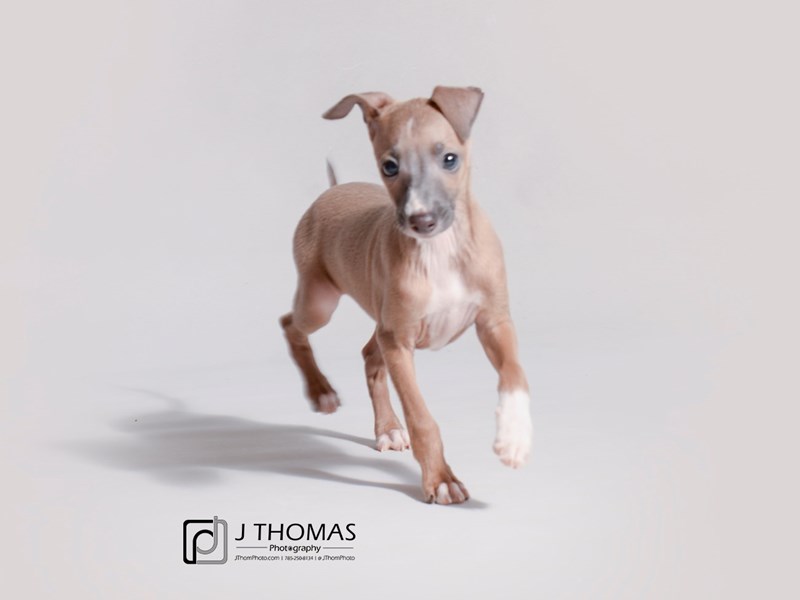 Italian Greyhound-DOG-Male-Blue Fawn-3459491-Petland Topeka, Kansas