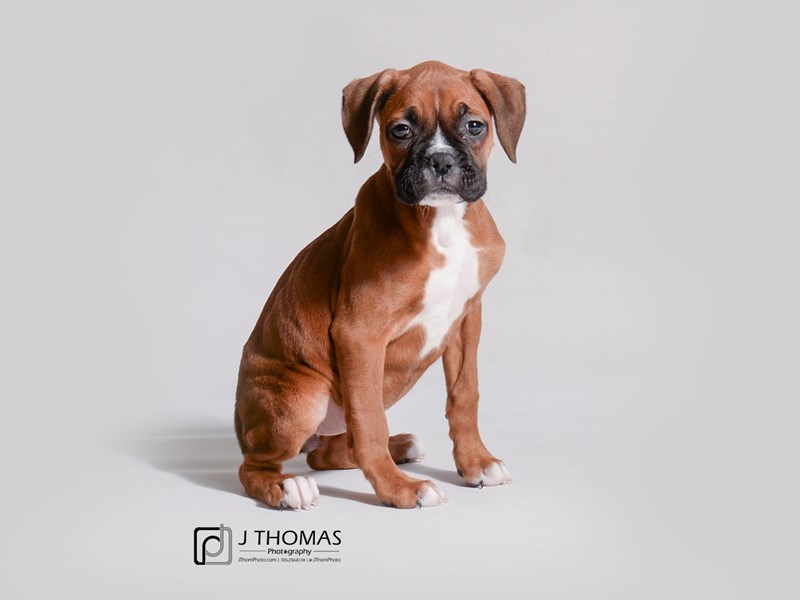 Boxer-DOG-Female-Fawn-3452636-Petland Topeka, Kansas