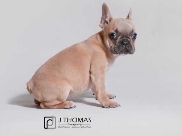 French Bulldog DOG Female Blue Fawn 19192 Petland Topeka, Kansas