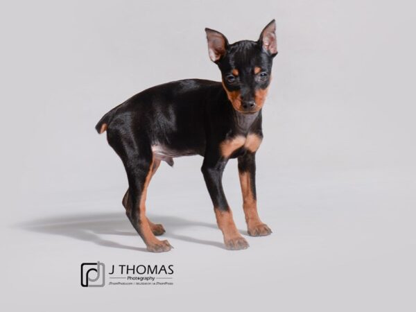 Miniature Pinscher DOG Male Black / Tan 19183 Petland Topeka, Kansas