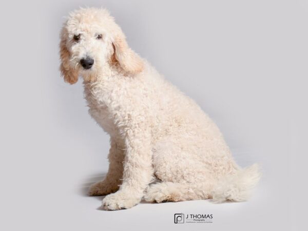 Goldendoodle DOG Male Light Golden 19104 Petland Topeka, Kansas