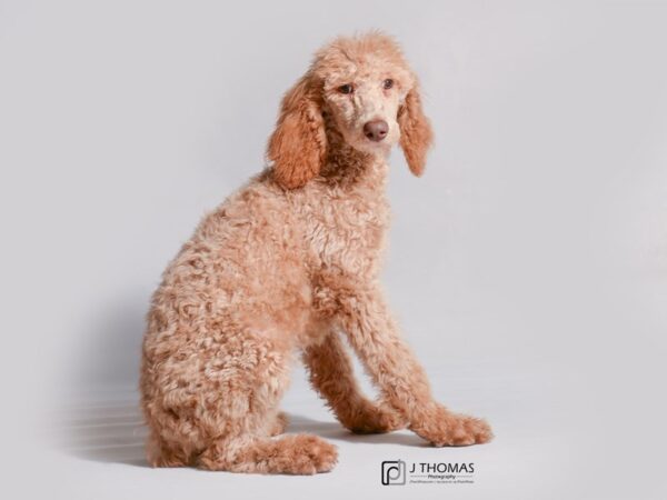 Poodle Standard DOG Female Red 19088 Petland Topeka, Kansas