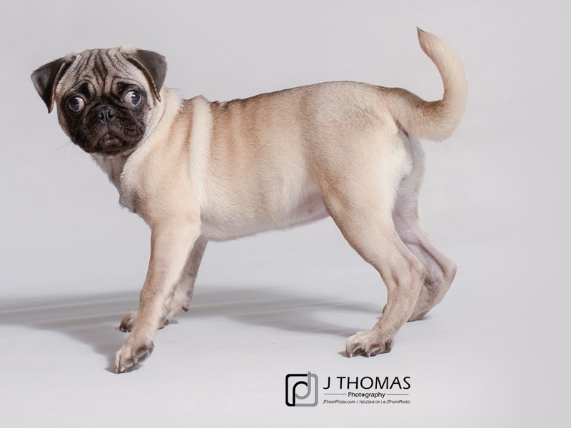Pug Puppy Fawn w/ Black Mask ID:19067 Located at Petland Topeka