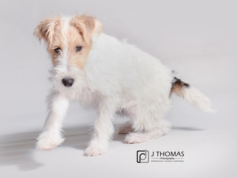 Wire Fox Terrier-DOG-Female-Black White / Tan-3367817-Petland Topeka, Kansas