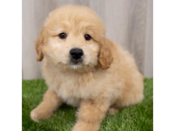 Goldendoodle Mini DOG Male Golden 19237 Petland Topeka, Kansas