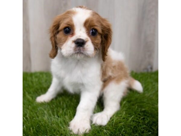 Cavalier King Charles Spaniel DOG Female Blenheim 19233 Petland Topeka, Kansas