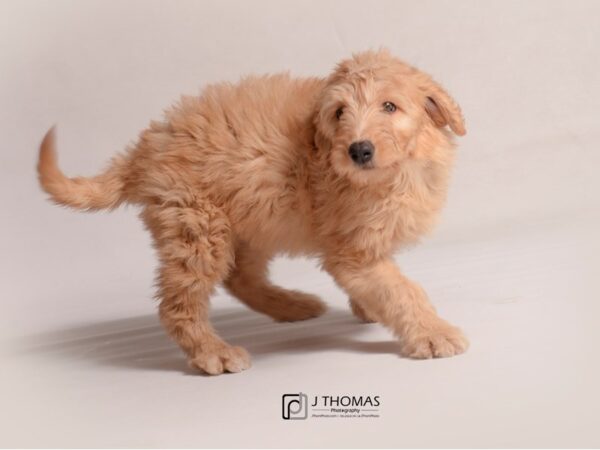 Golden Retriever/Poodle DOG Female Light Golden 19240 Petland Topeka, Kansas