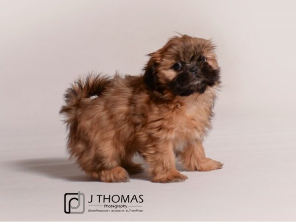 Shih Tzu DOG Female Gold 19239 Petland Topeka, Kansas