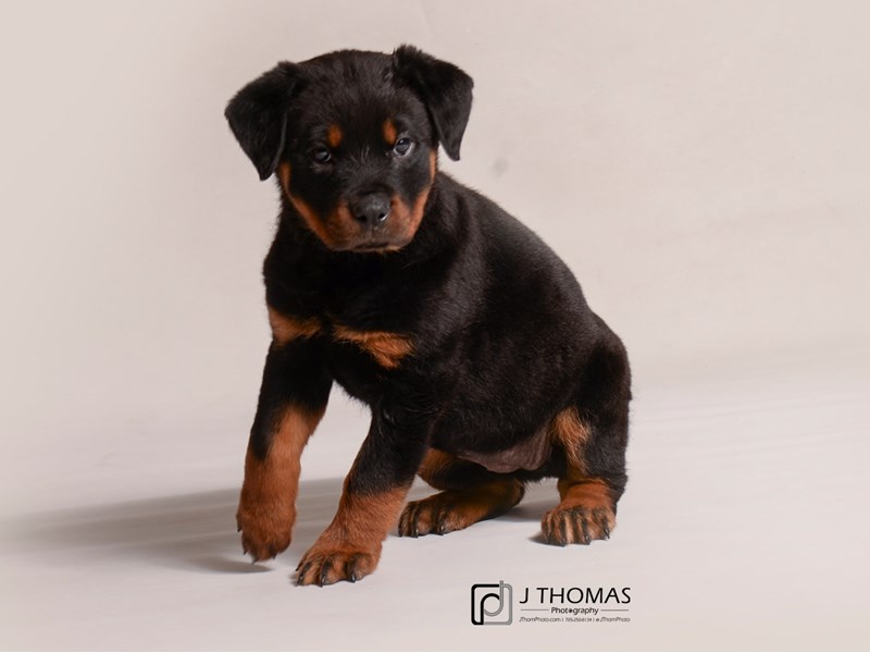 Rottweiler Puppy Black / Mahogany ID:19238 Located at Petland