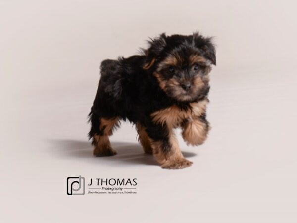 Yorkshire Terrier DOG Female Black / Tan 19236 Petland Topeka, Kansas