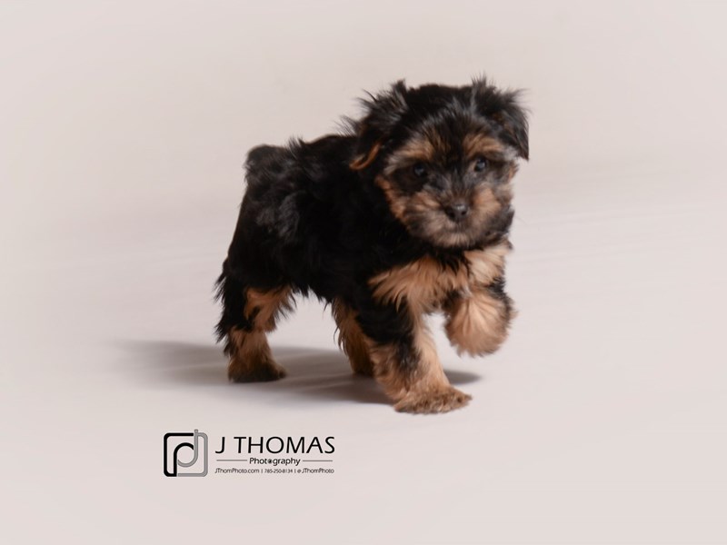 Yorkshire Terrier-DOG-Female-Black / Tan-3473924-Petland Topeka, Kansas