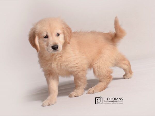 Golden Retriever DOG Female Golden 19235 Petland Topeka, Kansas