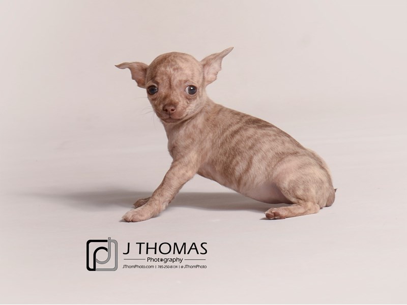 Chihuahua-DOG-Female-Chocolate Merle-3473921-Petland Topeka, Kansas