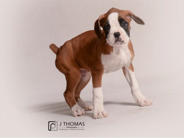 Boxer DOG Male Fawn / White 19232 Petland Topeka, Kansas