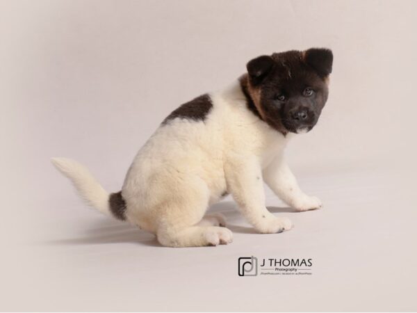 Akita DOG Female Black / White 19230 Petland Topeka, Kansas