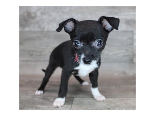 Chihuahua DOG Female Black 19243 Petland Topeka, Kansas