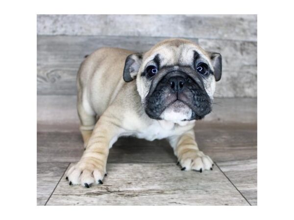 Bulldog DOG Female Fawn 19242 Petland Topeka, Kansas