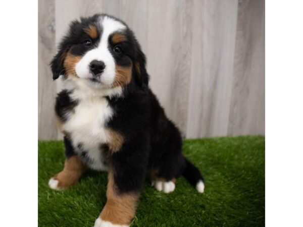 Bernese Mountain Dog DOG Female Black White / Tan 19241 Petland Topeka, Kansas