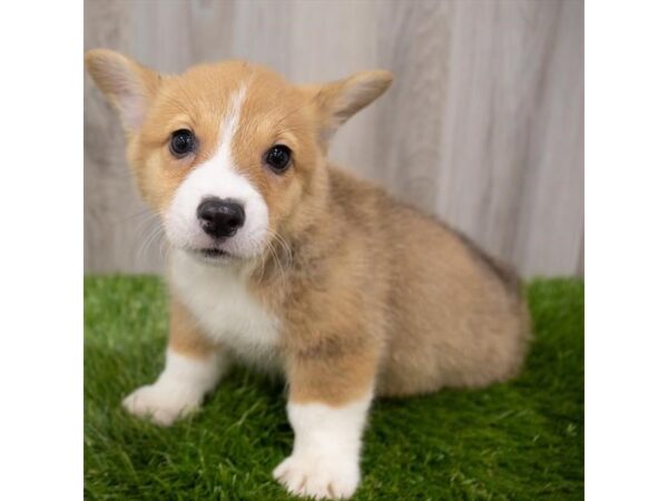 Pembroke Welsh Corgi-DOG-Female-Red-19246-Petland Topeka, Kansas