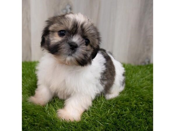 Shih Tzu DOG Female Brindle / White 19248 Petland Topeka, Kansas