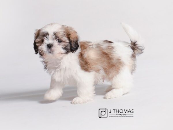 Shih Tzu-DOG-Male-Gold / White-19247-Petland Topeka, Kansas