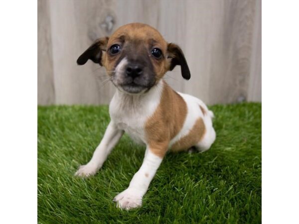 Jack Russell Terrier DOG Female White 19253 Petland Topeka, Kansas