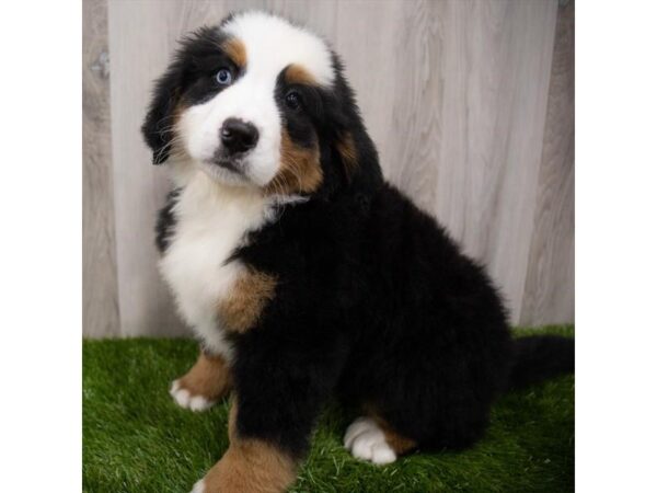 Bernese Mountain Dog DOG Female Black White / Tan 19250 Petland Topeka, Kansas