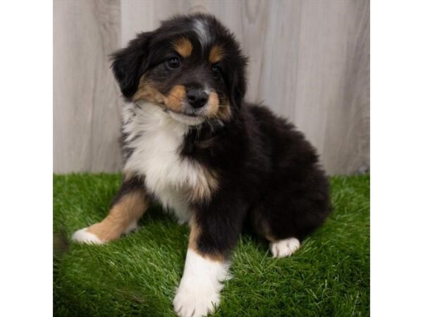 Miniature Australian Shepherd DOG Female Black 19256 Petland Topeka, Kansas