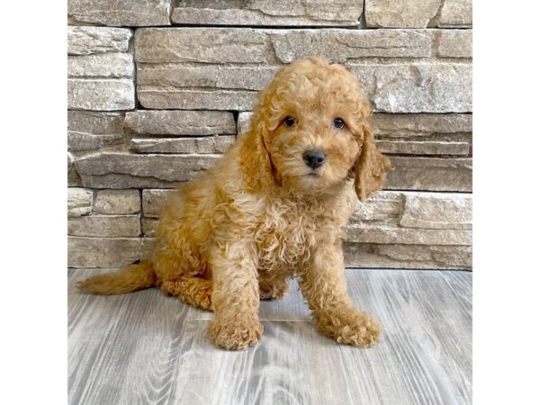 Goldendoodle Mini 2nd Gen DOG Female Dark Red 19287 Petland Topeka, Kansas