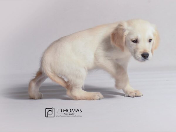 Golden Retriever DOG Female Light Golden 19257 Petland Topeka, Kansas