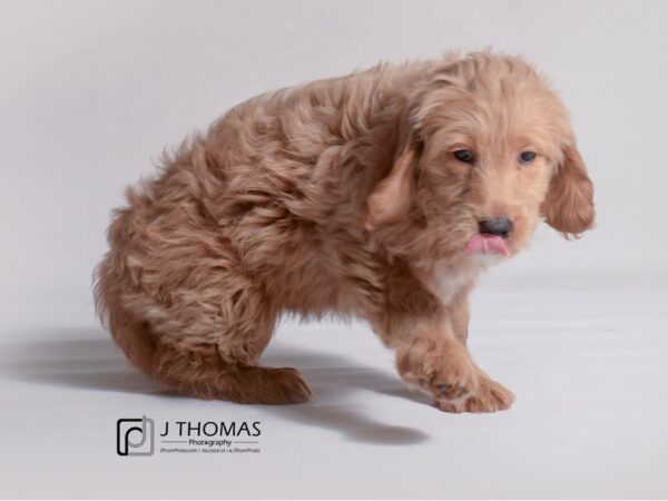 Goldendoodle Mini DOG Female Golden 19255 Petland Topeka, Kansas