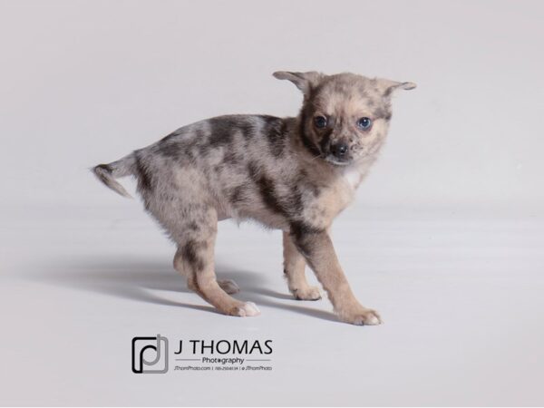 Pomeranian/Chihuahua-DOG-Female-Merle-19254-Petland Topeka, Kansas