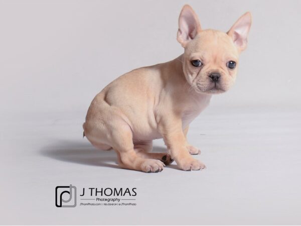 French Bulldog DOG Female Cream 19251 Petland Topeka, Kansas