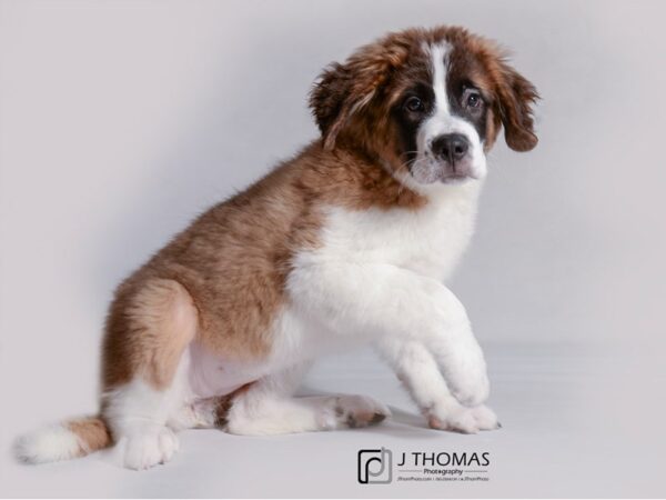 Saint Bernard DOG Female Tri color 19196 Petland Topeka, Kansas