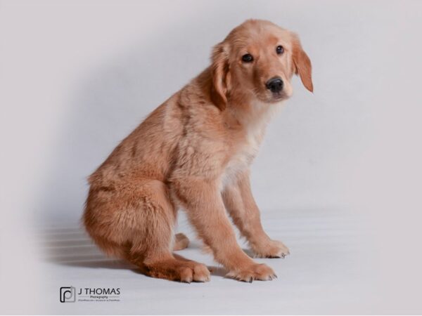 Golden Retriever DOG Female Golden 19244 Petland Topeka, Kansas