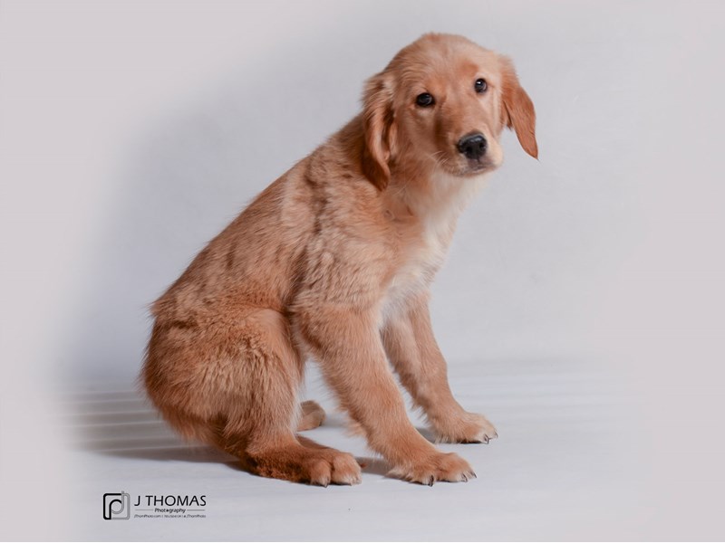 Golden Retriever-DOG-Female-Golden-3485245-Petland Topeka, Kansas