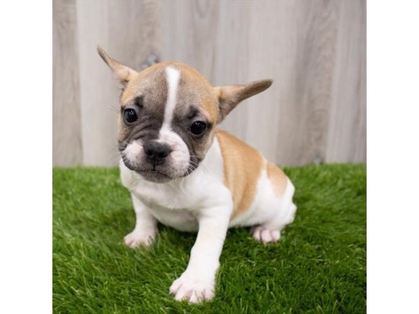 French Bulldog DOG Female Fawn 19262 Petland Topeka, Kansas