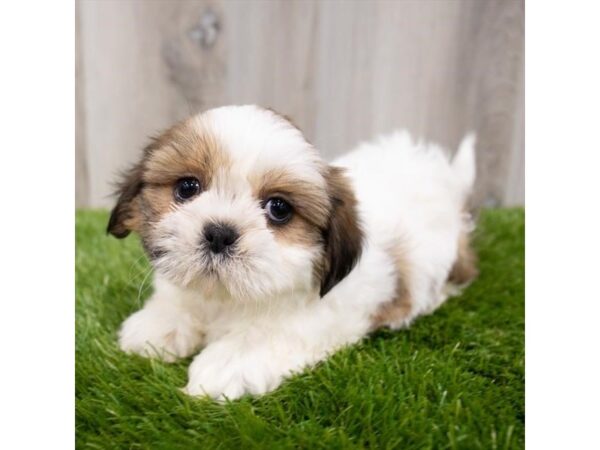 Shih Tzu DOG Female Gold / White 19265 Petland Topeka, Kansas