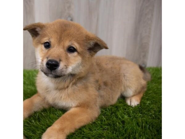 Shiba Inu-DOG-Male-Red-19271-Petland Topeka, Kansas