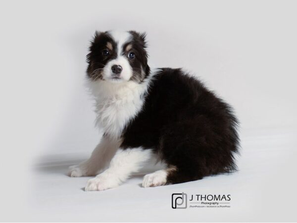 Australian Shepherd DOG Female Black and White 19272 Petland Topeka, Kansas