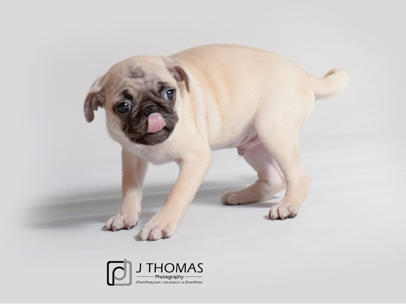 Pug Puppy Fawn ID:19270 Located at Petland Topeka, Kansas