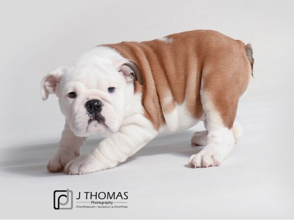 Bulldog-DOG-Female-Red-19269-Petland Topeka, Kansas