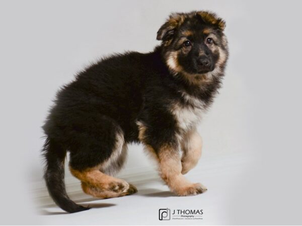 German Shepherd Dog DOG Female Black / Tan 19267 Petland Topeka, Kansas