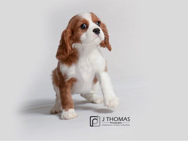 Cavalier King Charles Spaniel DOG Female Blenheim 19261 Petland Topeka, Kansas